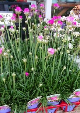 アルメリアは 細長い茎の先端に丸いボール状に花が咲き かんざしのような個性的な姿が魅力です 常緑性で細長い葉がこんもりと密に茂り その間から多数の花 が次々と伸びて咲きます 春の花壇やコンテナを彩る花として多く利用されています 花屋ブログ 三重県名張