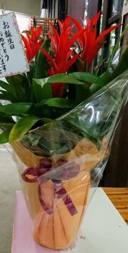 お誕生日おめでとうございます。赤いアナナス・・・元気の出る色ですね。｜「フラワーランド緑生園」　（三重県名張市の花キューピット加盟店 花屋）のブログ