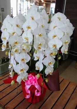 御祝用にコチョウランお届いたます。有難うございました。｜「フラワーランド緑生園」　（三重県名張市の花キューピット加盟店 花屋）のブログ
