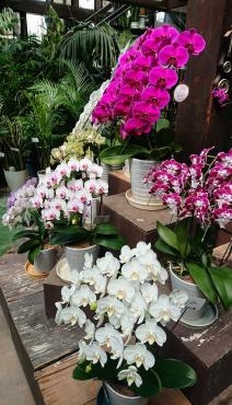 ５月14日は母の日。感謝の気持ちをお花に託して・・・ フラワーランドでお気に入りのお花をアレンジ｜「フラワーランド緑生園」　（三重県名張市の花キューピット加盟店 花屋）のブログ