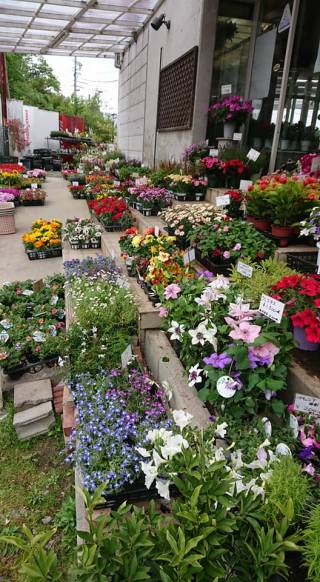 「フラワーランド緑生園」　（三重県名張市）の花屋店舗写真4
